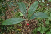 <strong>Tapeinosperma scrobiculatum - Ramon, Laurence - 30</strong><br />© Ramon, Laurence